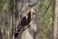 Garrulus glandarius
