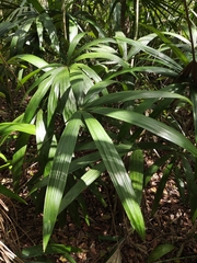 Cryosophila stauracantha