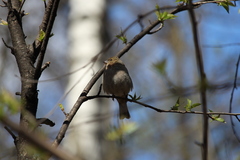 Fringilla coelebs