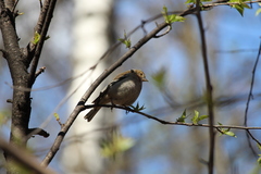 Fringilla coelebs
