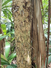 Cryosophila stauracantha