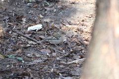 Fringilla coelebs