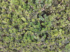 Buxus microphylla