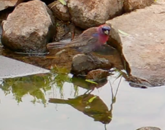 Passerina versicolor