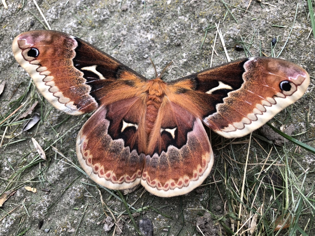 Callosamia