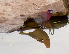 Passerina versicolor