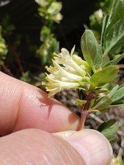 Lonicera caerulea cauriana