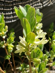 Lonicera caerulea cauriana