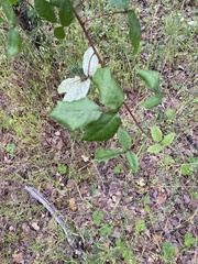 Toxicodendron diversilobum