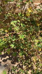 Malva parviflora