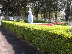 Buxus microphylla