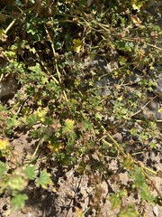 Malva parviflora