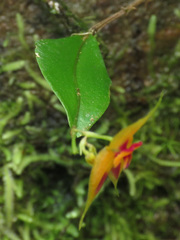 Lepanthes discolor