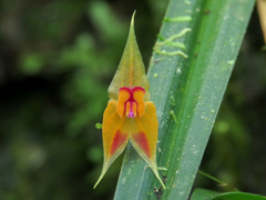 Lepanthes discolor
