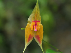Lepanthes discolor