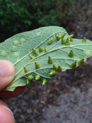 Celticecis spiniformis