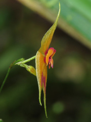 Lepanthes discolor