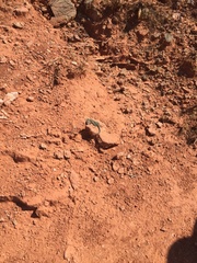 Crotaphytus collaris