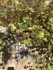 Malva parviflora