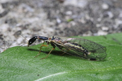 Ornatoraphidia flavilabris