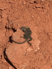 Crotaphytus collaris
