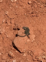 Crotaphytus collaris