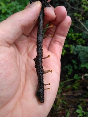 Vibrissea truncorum