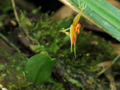 Lepanthes discolor