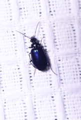 Lebia cyanipennis
