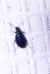 Lebia cyanipennis