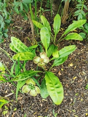 Scadoxus membranaceus