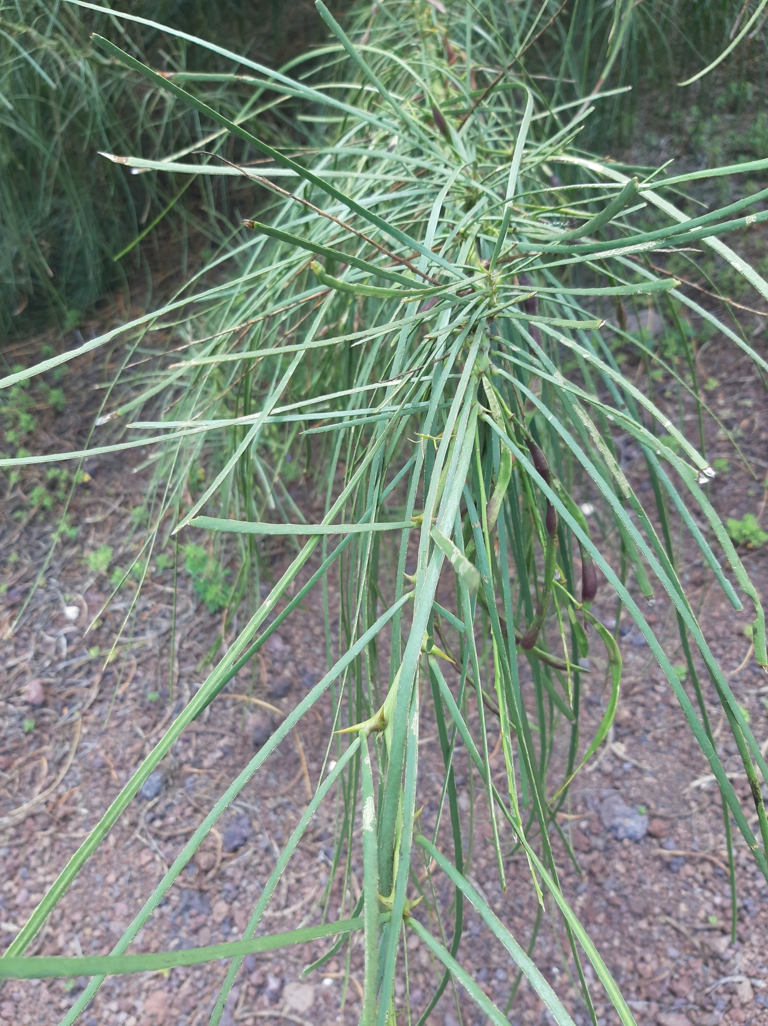 Parkinsonia aculeata image