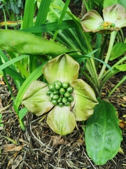 Scadoxus membranaceus