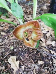 Scadoxus membranaceus