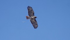 Buteo jamaicensis