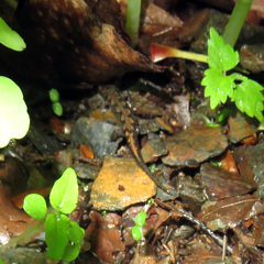 Desmognathus imitator