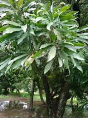 Pouteria gardneriana