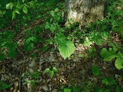 Dioscorea quaternata