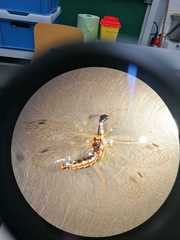 Ornatoraphidia flavilabris