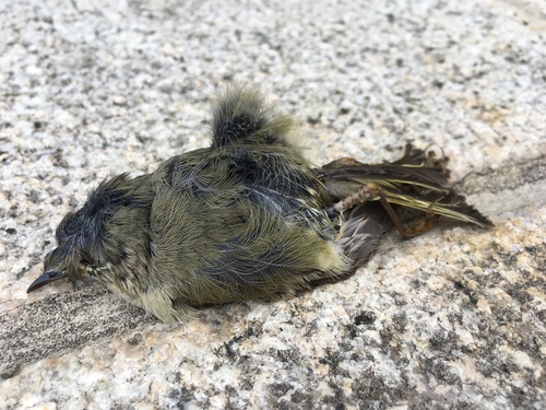 Ruby-crowned Kinglet photographed in Pennsylvania