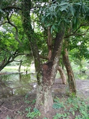 Pouteria gardneriana