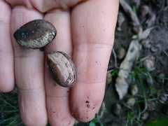 Pouteria gardneriana