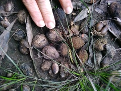 Pouteria gardneriana