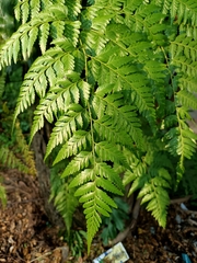 Davallia denticulata