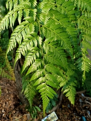 Davallia denticulata