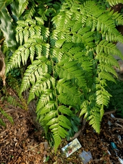 Davallia denticulata