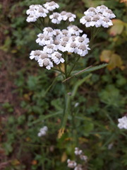 Achillea acuminata