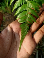 Davallia denticulata