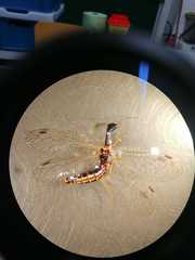 Ornatoraphidia flavilabris