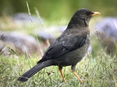 Turdus chiguanco